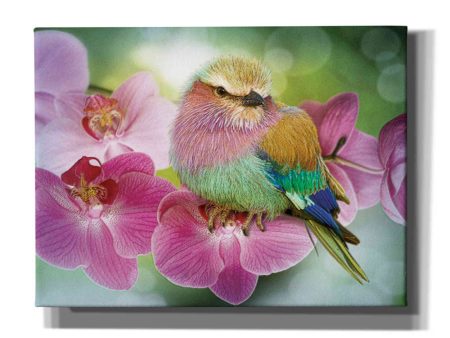 Pretty Boy  by Steve Hunziker, Canvas Wall Art Online Hot Sale