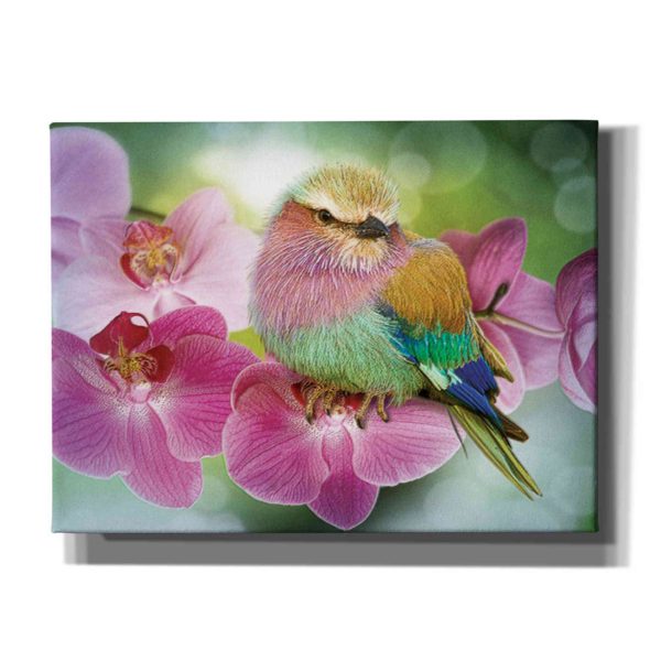 Pretty Boy  by Steve Hunziker, Canvas Wall Art Online Hot Sale