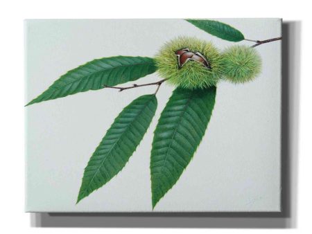 Chestnut  by Zigen Tanabe, Giclee Canvas Wall Art on Sale