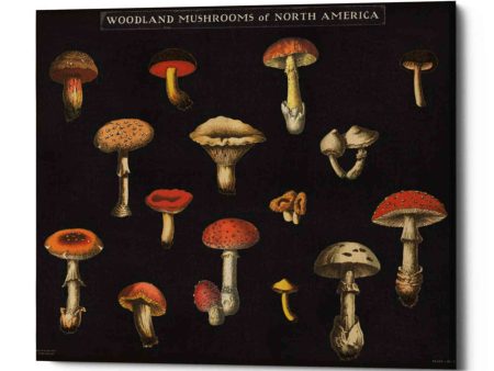 Mushroom Chart I  by Wild Apple Portfolio, Canvas Wall Art Discount