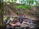 Arch of Pasithea ~ Labradorite Gothic Arch Amulet For Sale